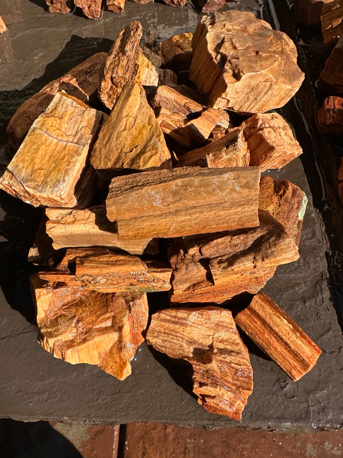 Petrified wood assortment showing natural grain, texture and warm earthy colors