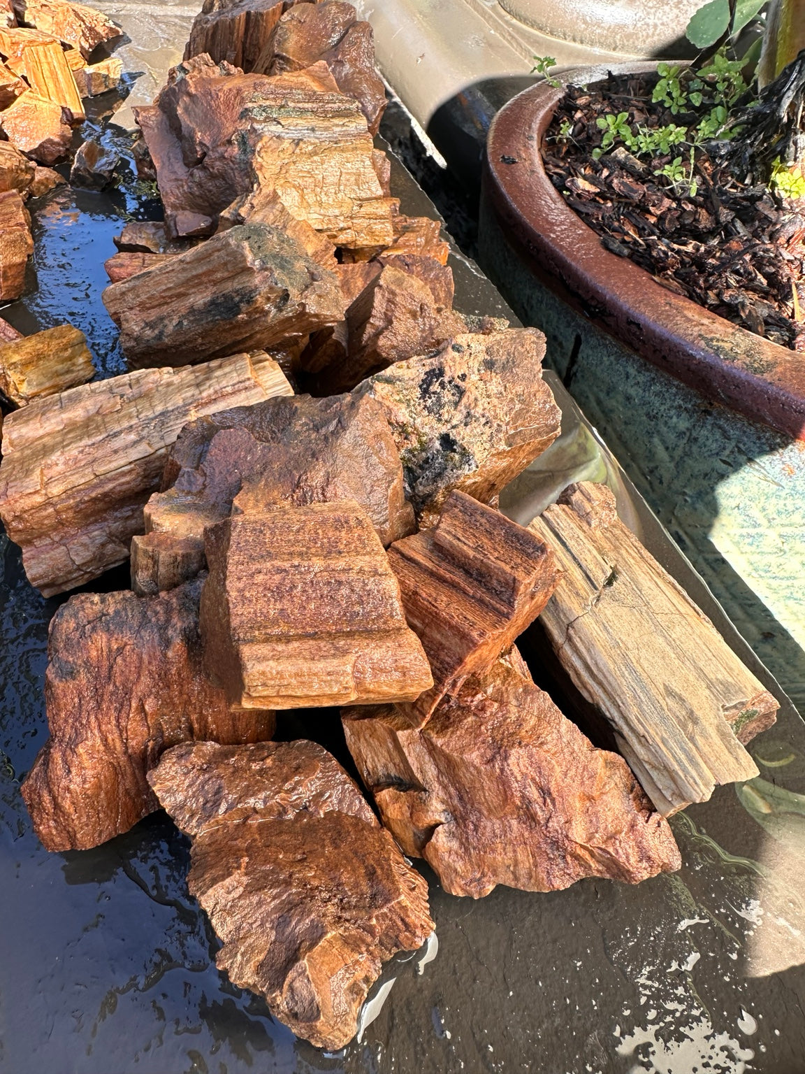 Petrified wood assortment showing natural grain, texture and warm earthy colors