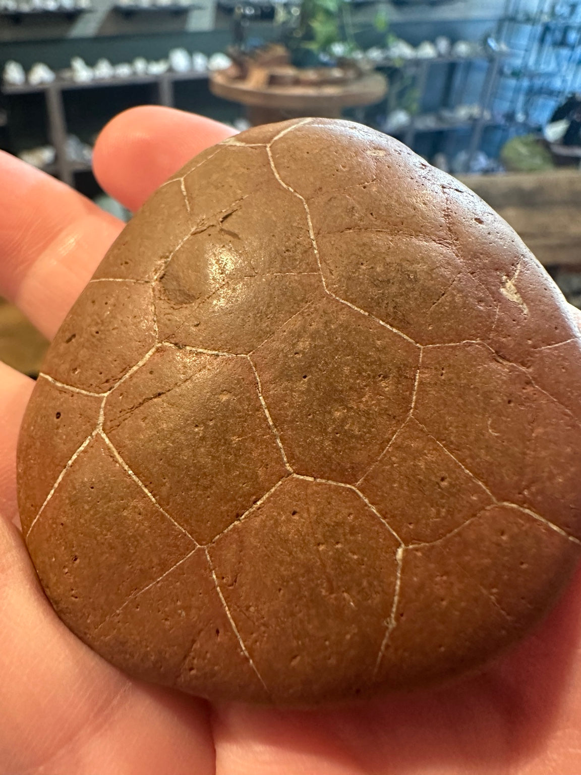 Utah septarian-style concretion with pale polygonal fracture-fill veins — view 1