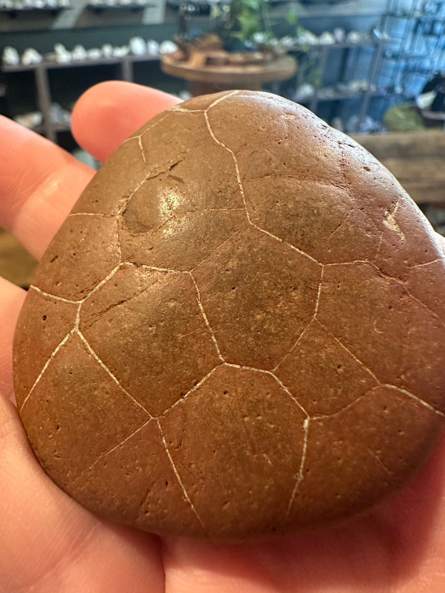 Utah septarian-style concretion with pale polygonal fracture-fill veins — view 1