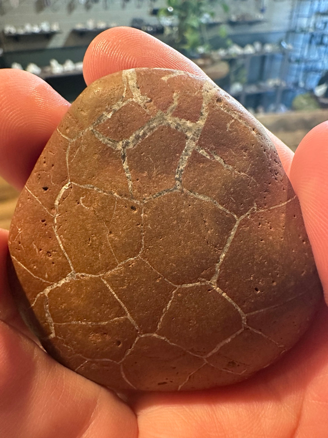 Utah septarian-style concretion with pale polygonal fracture-fill veins — view 2