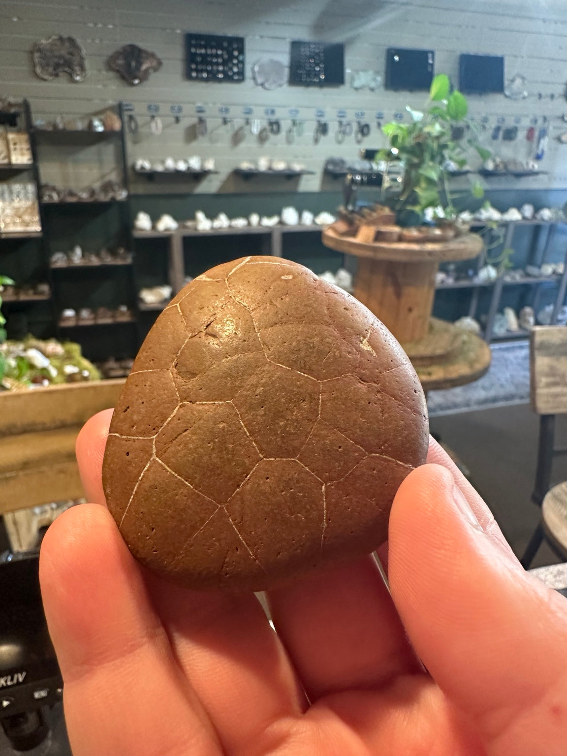 Utah septarian-style concretion with pale polygonal fracture-fill veins — view 3